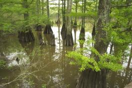 Photo of bald cypress trees and lowland habitat at Allred Lake