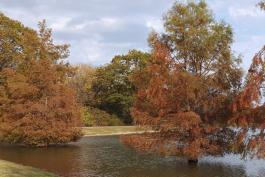 Photo of bald cypress trees showing fall color, growing in a pond.