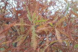 Photo of bald cypress leaves in fall