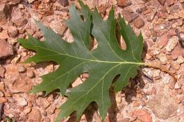 Black oak leaf lying on bare rocky soil