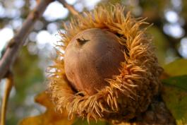 Photo of a bur oak acorn attached to the tree