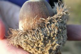 Photo of a bur oak acorn held in the palm of a hand