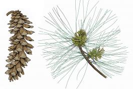 Illustration of eastern white pine needles, twig, cone.