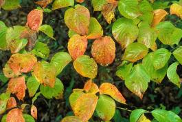 Flowering dogwood branches showing early fall color