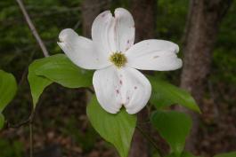 Flowering dogwood inflorescence and leaves at tip of branch