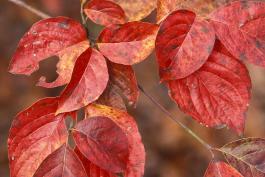Closeup of flowering dogwood leaves in fall color