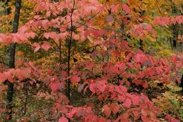 A small flowering dogwood tree showing fall color