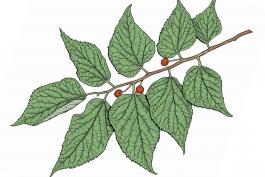 Illustration of hackberry leaves, stem, fruit.