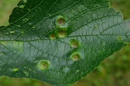 Upperside of a hackberry leaf showing blistered spots where galls are present