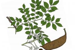 Illustration of Kentucky coffee tree leaves, flowers, fruit.