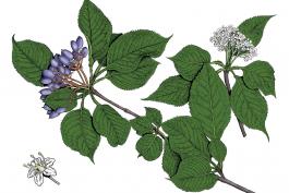 Illustration of nannyberry leaves, flowers, fruits.