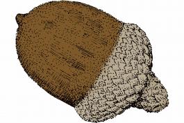 Illustration of Nuttall’s oak acorn.