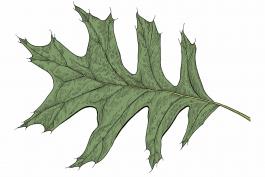 Illustration of Nuttall’s oak leaf.
