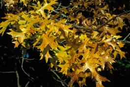 Pin oak branch with yellowish autumn leaves