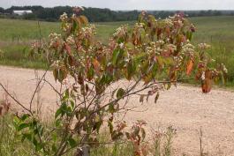 Photo of a rough-leaved dogwood shrub growing along a country road