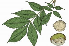 Illustration of shellbark hickory leaf and fruits.