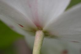 Underside view of a flowering dogwood inflorescence