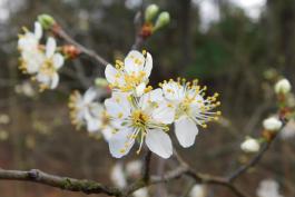 Cluster of wild plum blossoms on a twig