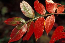 Winged sumac leaves showing fall color