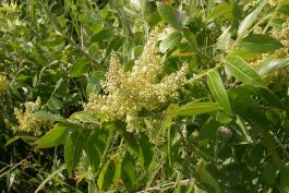 Photo of a winged sumac plant in flower.
