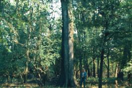 Image of Nuttall's oak.
