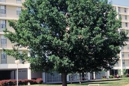 Photo of Shumard oak growing near a large building.