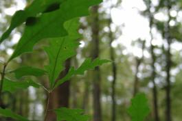 Closeup view of green pin oak leaves