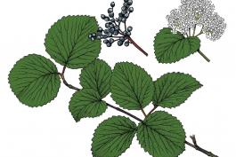 Illustration of arrowwood viburnum leaves, flowers, fruit.