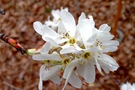 A cluster of white flowers erupt from a red branch of a downy serviceberry.