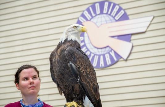 World Bird Sanctuary staff member holds bald eagle