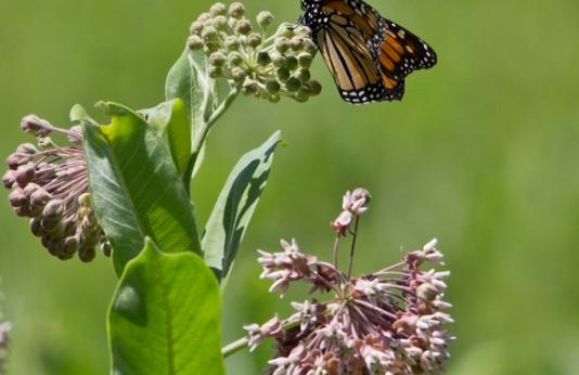 Monarch butterfly rests on milkweed