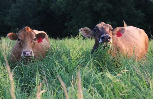 Two cows grazing in native warm-season grasses