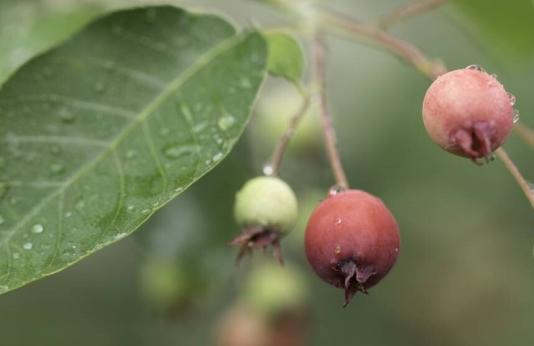 serviceberry fruit 