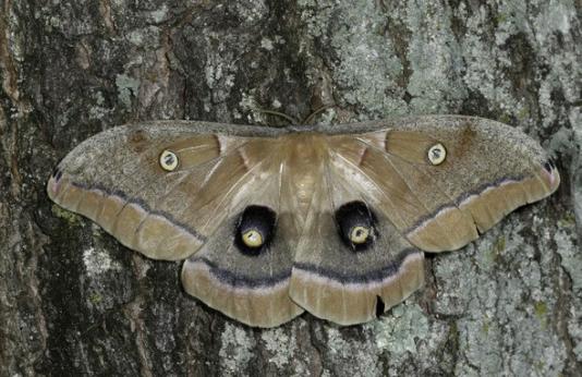 Polyphemus moth rests on tree trunk