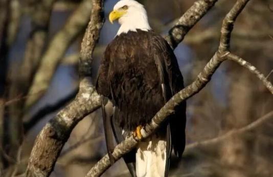 Bald eagle perches on tree branch