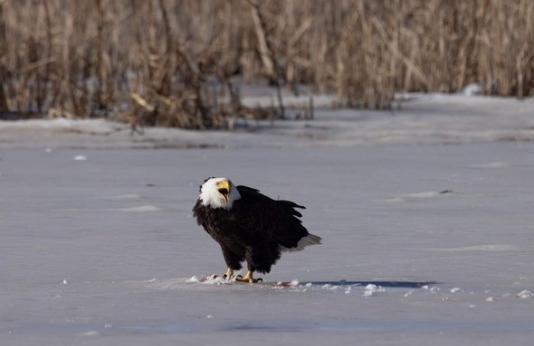 eagle on ice
