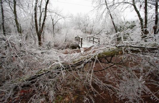 Winter storm tree damage