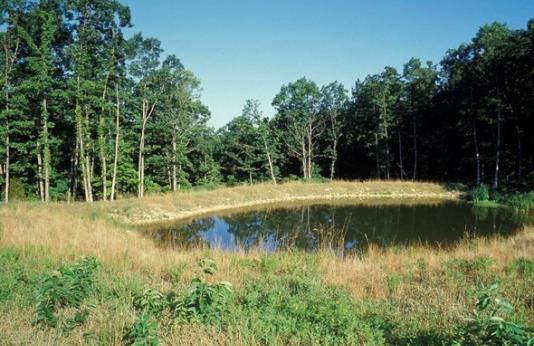 Pond in wooded area