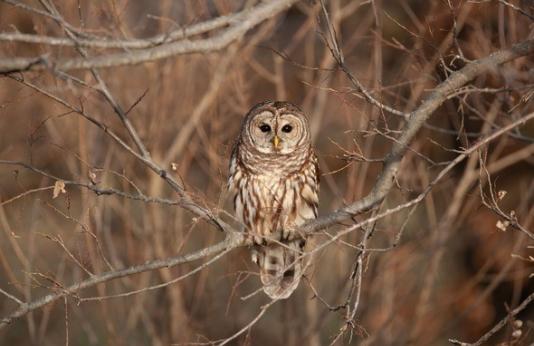 Barred owl on tree branch