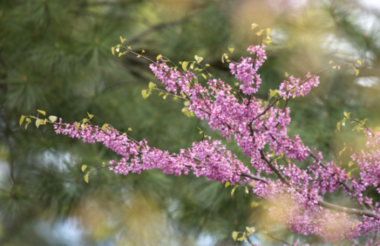 blossoms of the redbud tree 