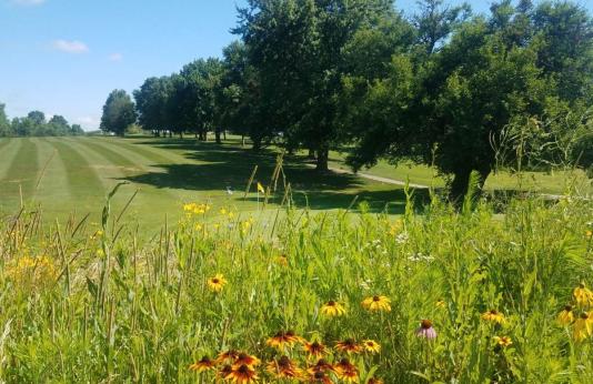 A pollinator plot created at Cameron Golf Course in northwest Missouri.