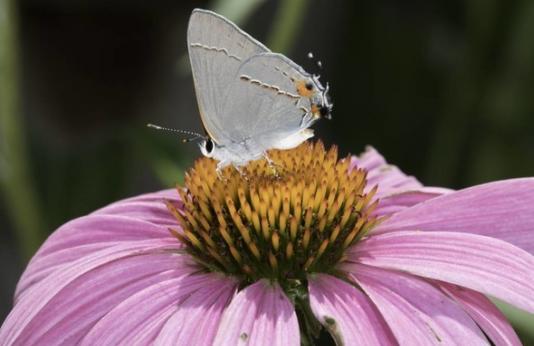 A gray hairstreak butterfly rests on a purple coneflower