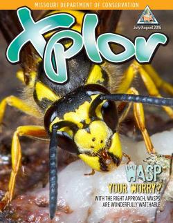 Xplor Cover: Wasp