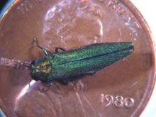 emerald ash borer on a penny