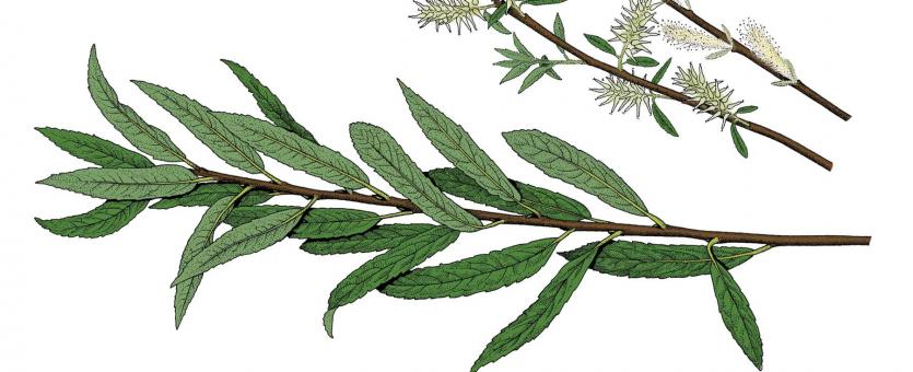 Illustration of meadow willow leaves, flowers, fruits.