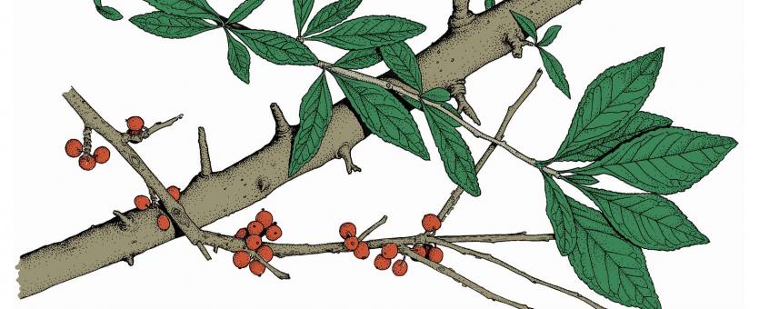Illustration of possum haw leaves, flowers, fruits.