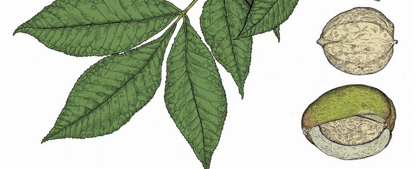 Illustration of shellbark hickory leaf and fruits.