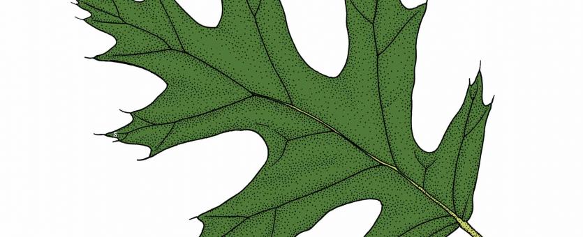 Illustration of Shumard oak leaf.