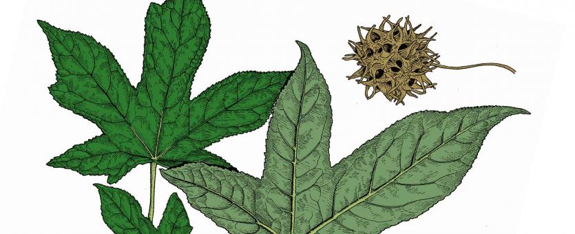 Illustration of sweet gum leaves and fruit