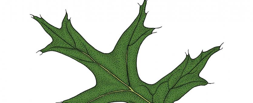 Illustration of pin oak leaf.